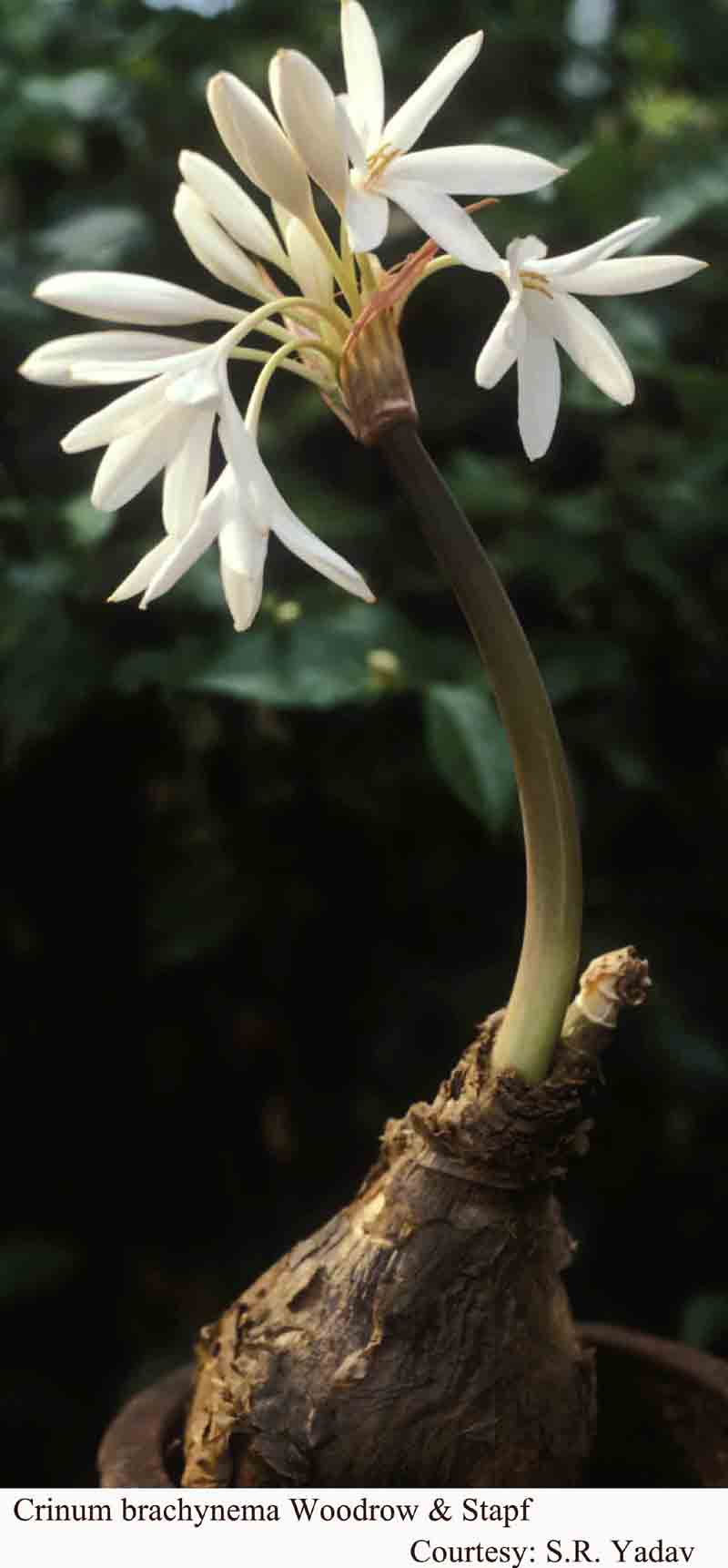 Crinum brachynema Woodrow & Stapf